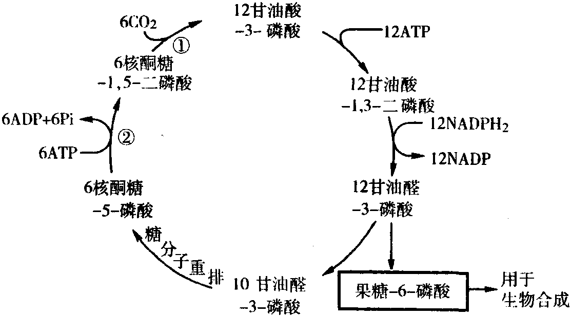 卡尔文循环